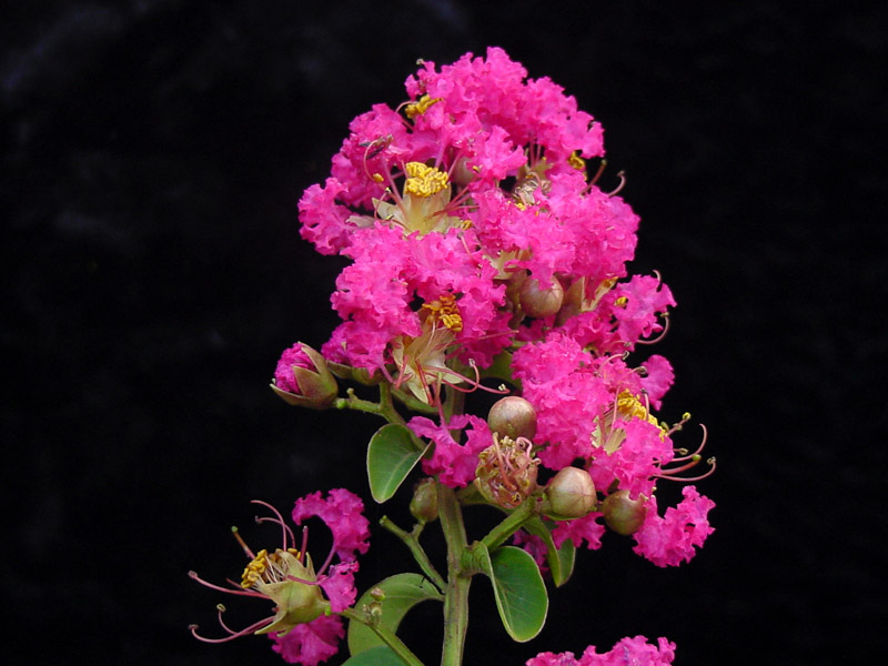 Lagestroemia indica Carolina Beauty