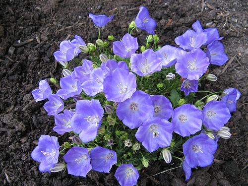 Campanula carpatica