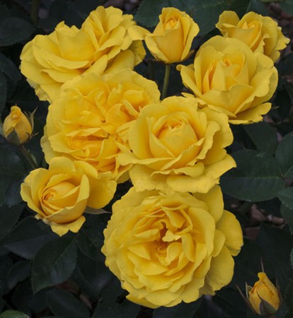Rosa Carte d'or