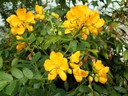 Cassia floribunda