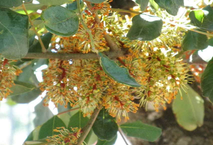 Ceratonia siliqua (carrubo)