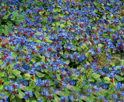 Ceratostigma plumbaginoides