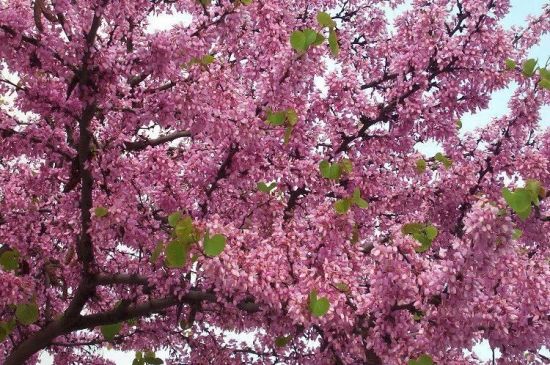 Cercis siliquastrum (Albero di Giuda)