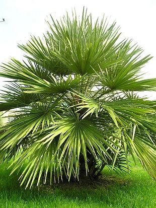Chamaerops humilis