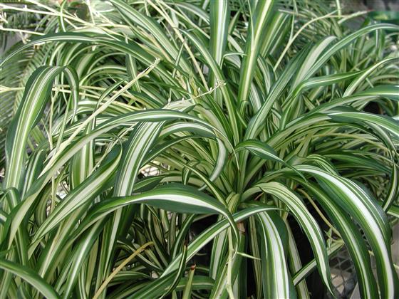 Chlorophytum 