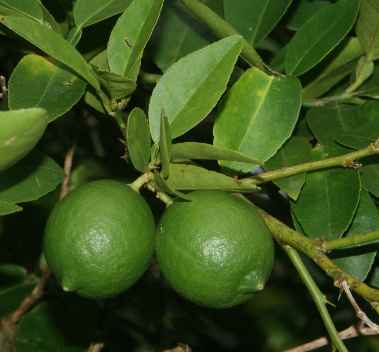 Citrus aurantifolia (Lime)