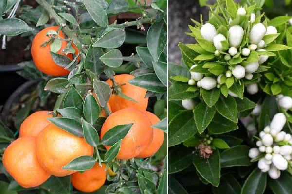Citrus myrtifolia (Chinotto)