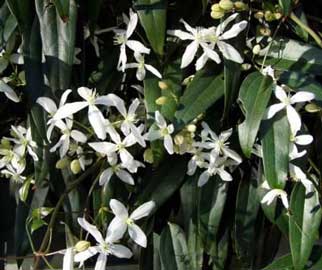 Clematis armandii
