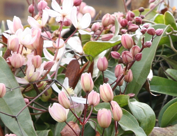 Clematis armandii Apple Bossom