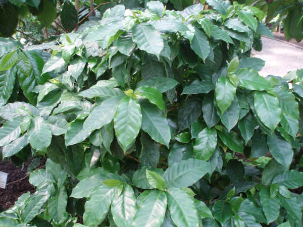 Coffea arabica (Pianta del caffè)