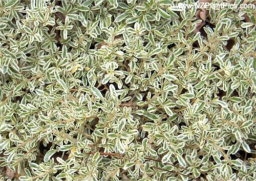 Coprosma kirkii Variegata