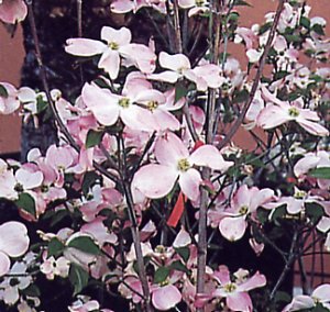 Cornus florida