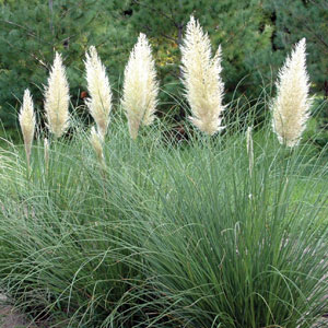 Cortaderia selloana
