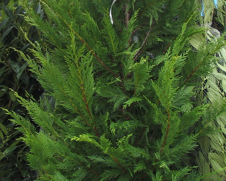 Cupressocyparis leylandii