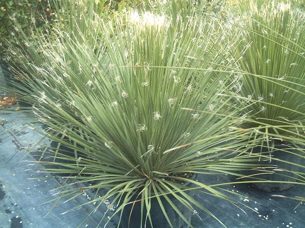 Dasylirion serratifolium