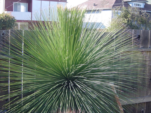 Dasylirion longissimum