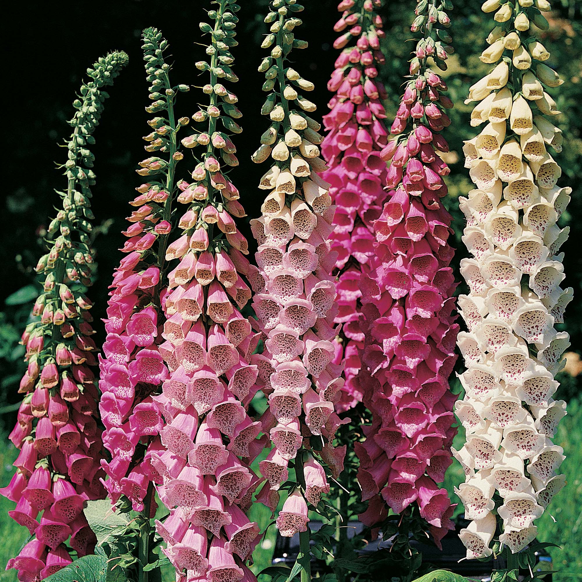 Digitalis purpurea