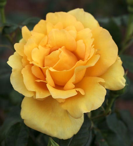 Rosa Eureka