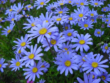 Felicia amelloides (Agathea)