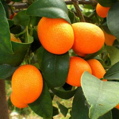 Fortunella margarita (Kun quat)