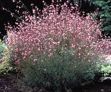 Gaura lindheimeri The Bellezza