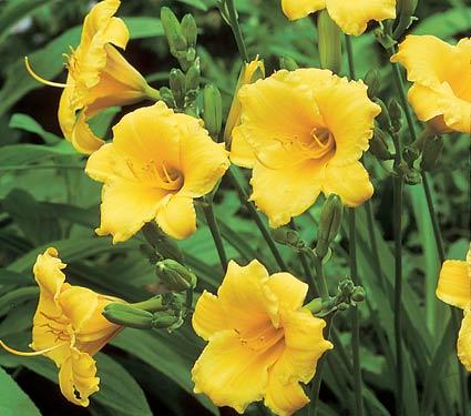 Hemerocallis Stella de Oro