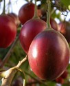 Cyphomandra betacea (Tamarillo) Cyphomandra betacea (Tamarillo)