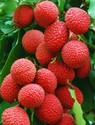 Litchi chinensis Litchi chinensis