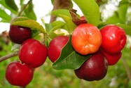 Malpighia glabra (Acerola) Malpighia glabra (Acerola)