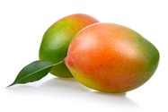 Manfigera indica (Mango) Manfigera indica (Mango)