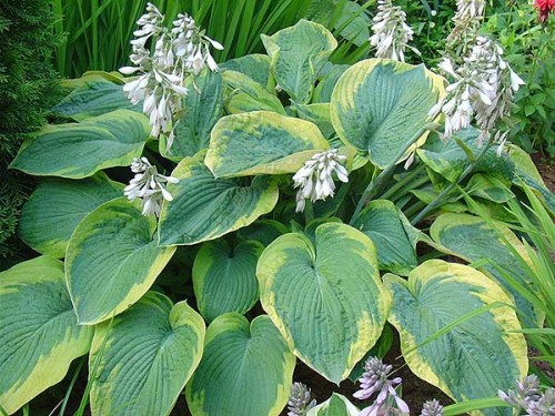Hosta sieboldiana 