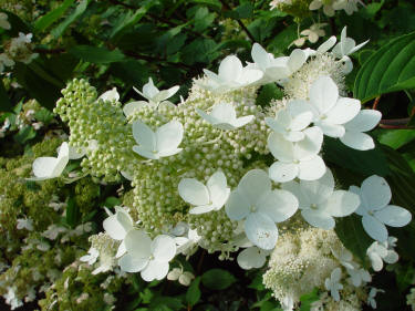 Hydrangea paniculata Grandiflora