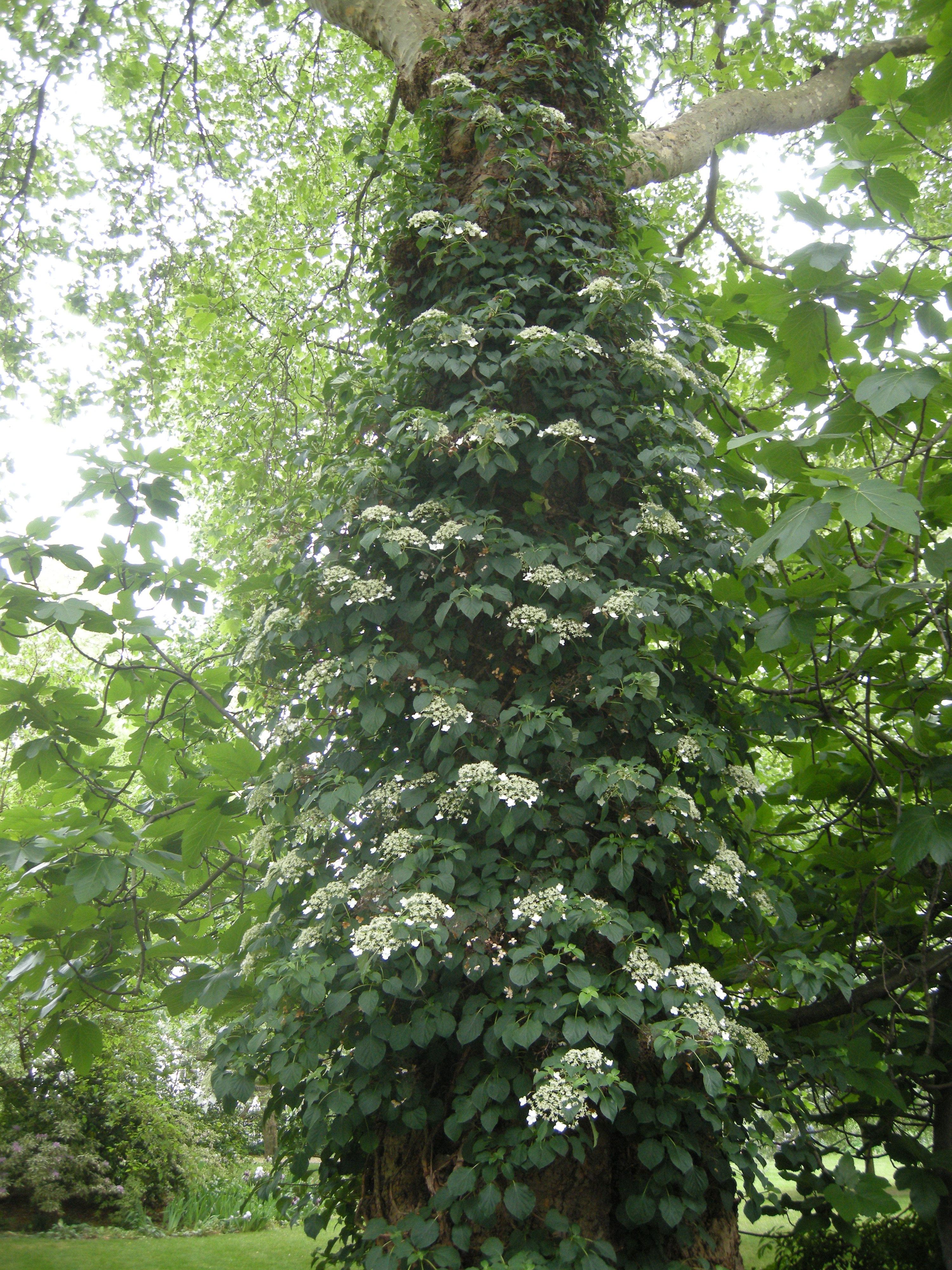 Hydrangea petiolaris