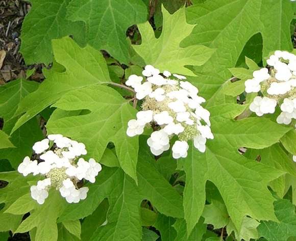 Hydrangea quercifolia