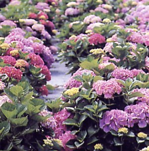 Hydrangea macrophylla (Ortensia)