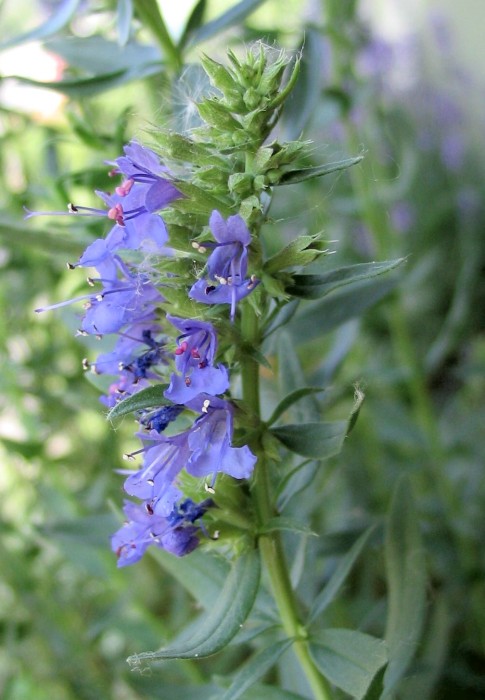 Hyssopus officinalis (Issopo)