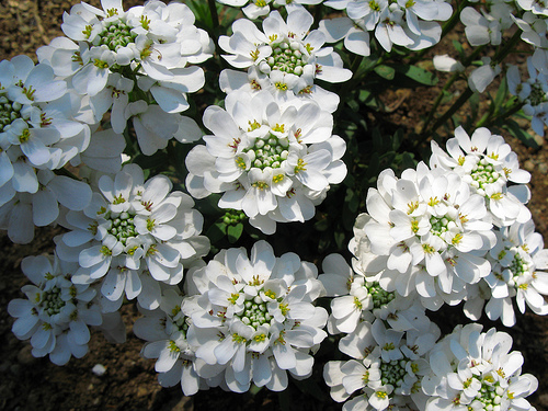 Iberis sempervirens (Nevina)