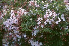 Jasminum polyanthum