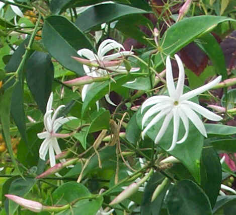 Jasminum nitidum