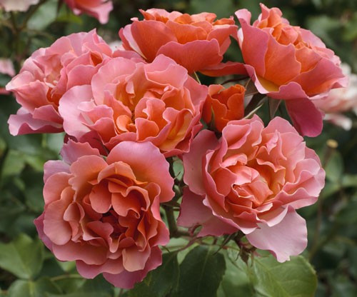 Rosa Jean Cocteau