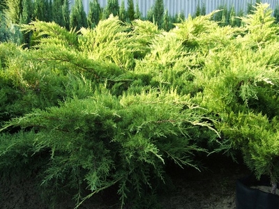 Juniperus x pfitzeriana
