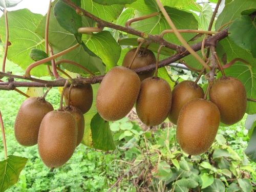 Actinida deliciosa Hayward (Kiwi)