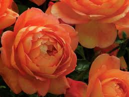 Rosa Lady of Shallot