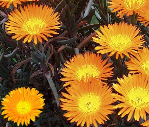 Lampranthus aurantiacus