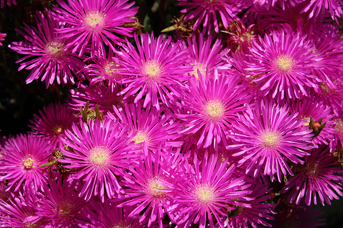 Lampranthus roseus