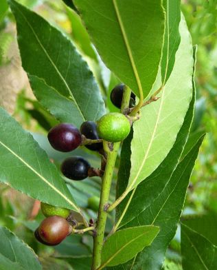 Laurus nobilis (Alloro)