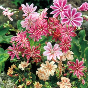 Lewisia