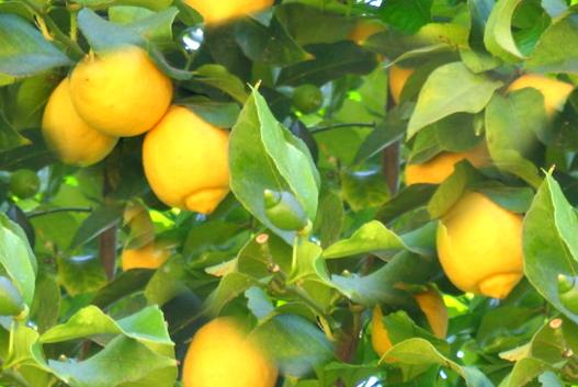 Citrus limon