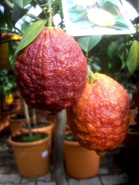 Limonimedica pigmentata Rubra (Limone Rosso)