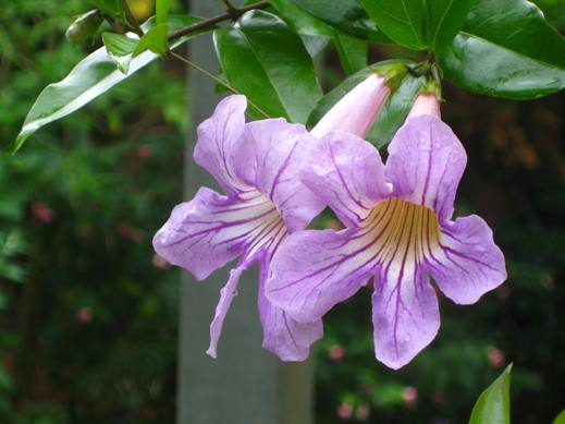 Bignonia lindleyana